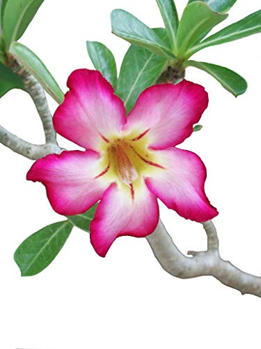 COLIBROX 2 Pink Desert Rose, 1 Year Old Bare Rooted Baby Plant - Caudex Bonsai