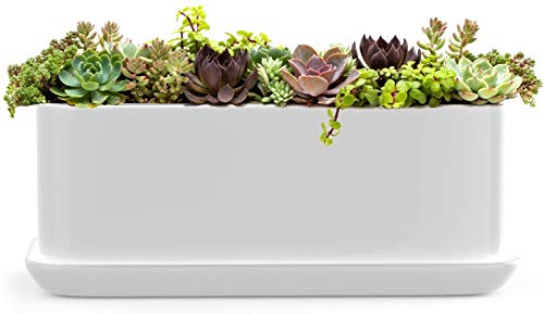 COLIBYOU 10 inch Rectangular White Ceramic Succulent Planter: Modern Design Pot Includes Fitted Saucer with Drain Holes