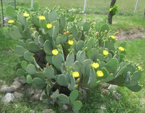 KCHEX Winter Hardy Spineless Opuntia Cacanapa Prickly Pear Cactus - 4 Cuttings (Pads)