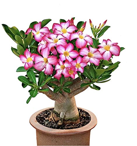 COLIBROX 2 Pink Desert Rose, 1 Year Old Bare Rooted Baby Plant - Caudex Bonsai